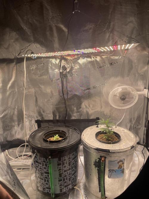 Mint Jelly & Jelly Donutz. Week 3