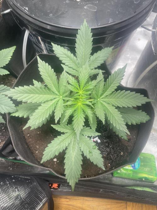 Bubble vs Peach. Week 3 - Bubble 21 day