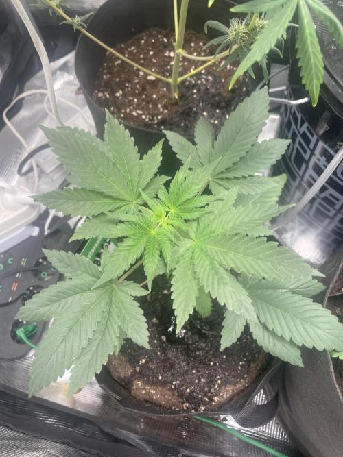 Bubble vs Peach. Week 3 - Peach 21 day