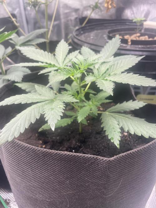 Bubble vs Peach. Week 3 - Bubble 21 day