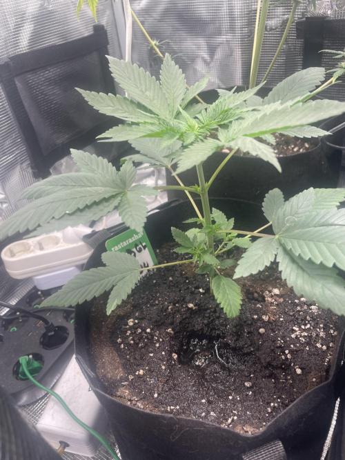 Bubble vs Peach. Week 3 - Peach 21 day