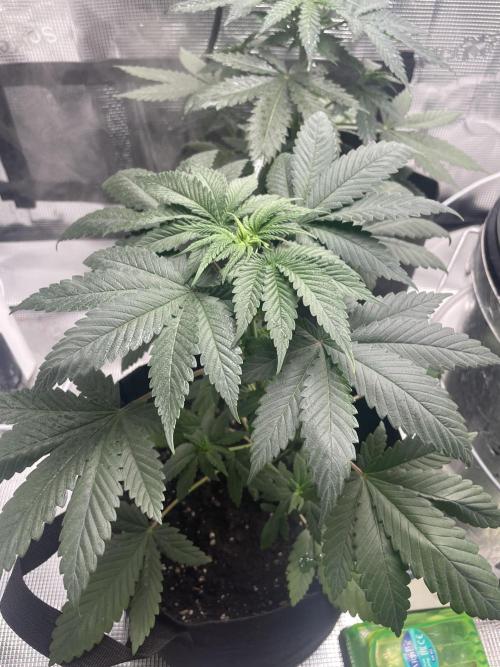 Bubble vs Peach. Week 4