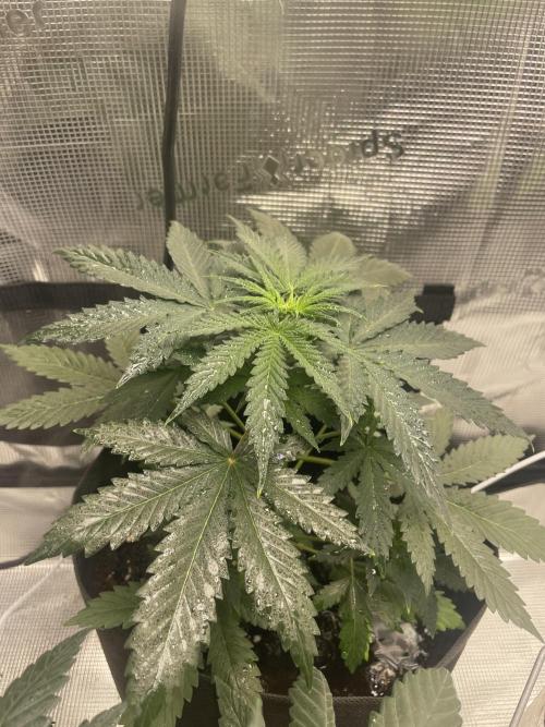 Bubble vs Peach. Week 4