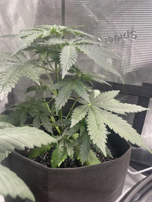 Bubble vs Peach. Week 4