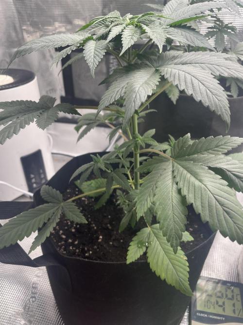 Bubble vs Peach. Week 4