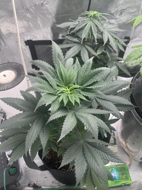 Bubble vs Peach. Week 5 - Bubblegum gelato