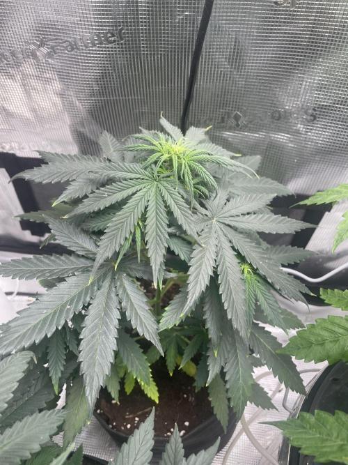 Bubble vs Peach. Week 5 - Peach Crescendo 