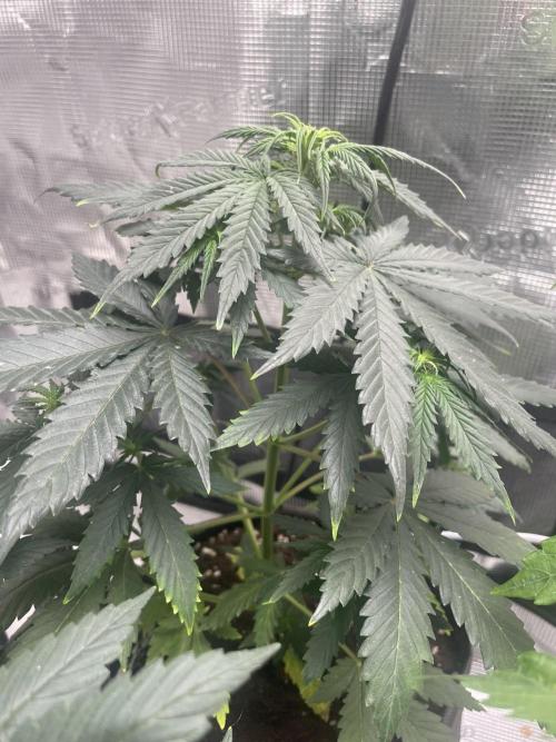 Bubble vs Peach. Week 5