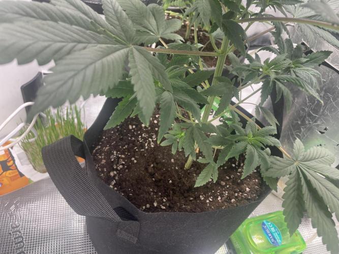 Bubble vs Peach. Week 5
