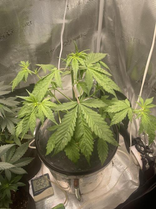 Bubble vs Peach. Week 5