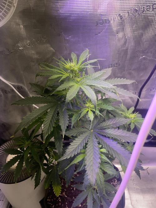 Bubble vs Peach. Week 6