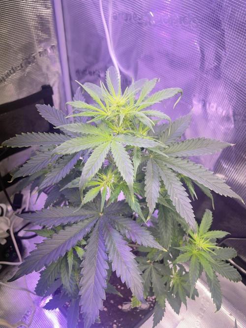 Bubble vs Peach. Week 6