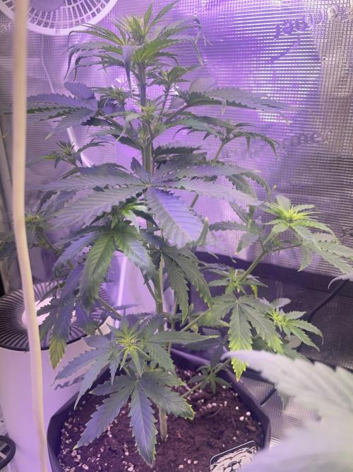 Bubble vs Peach. Week 6