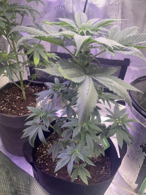 Bubble vs Peach. Week 6