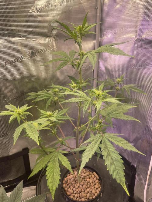 Bubble vs Peach. Week 6