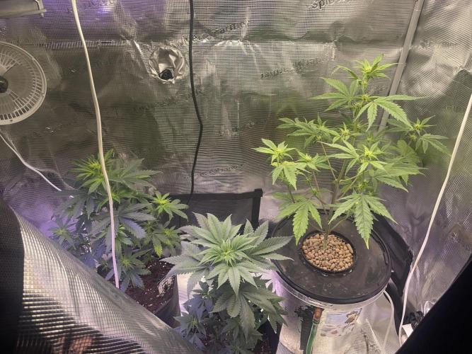 Bubble vs Peach. Week 6