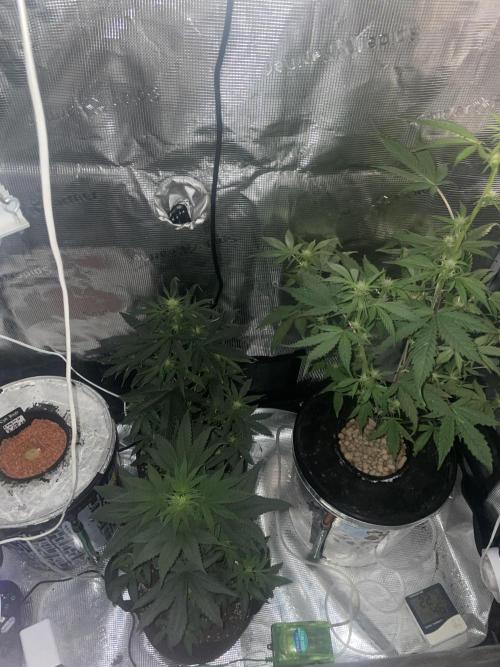 Bubble vs Peach. Week 7
