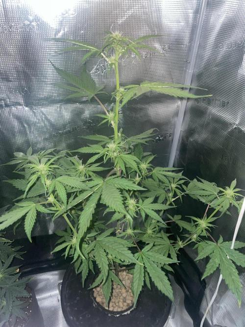 Bubble vs Peach. Week 7