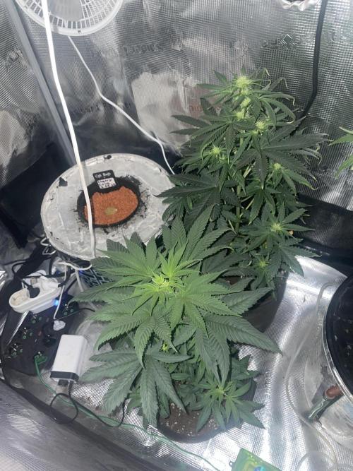 Bubble vs Peach. Week 7