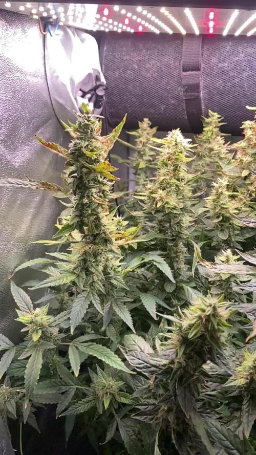 Bruce Banner & Rock Machine DWC