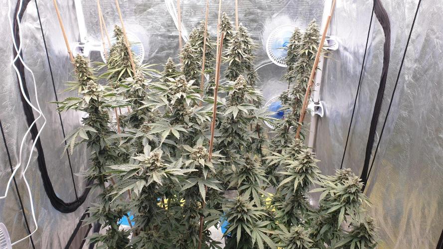 Sweet Seeds Mental Rainbow F1FV. Week 13 - day90