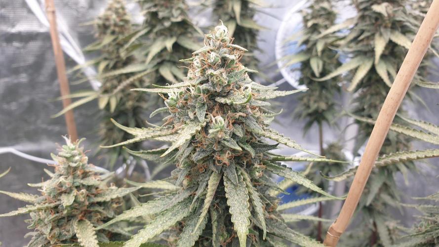 Sweet Seeds Mental Rainbow F1FV. Week 13