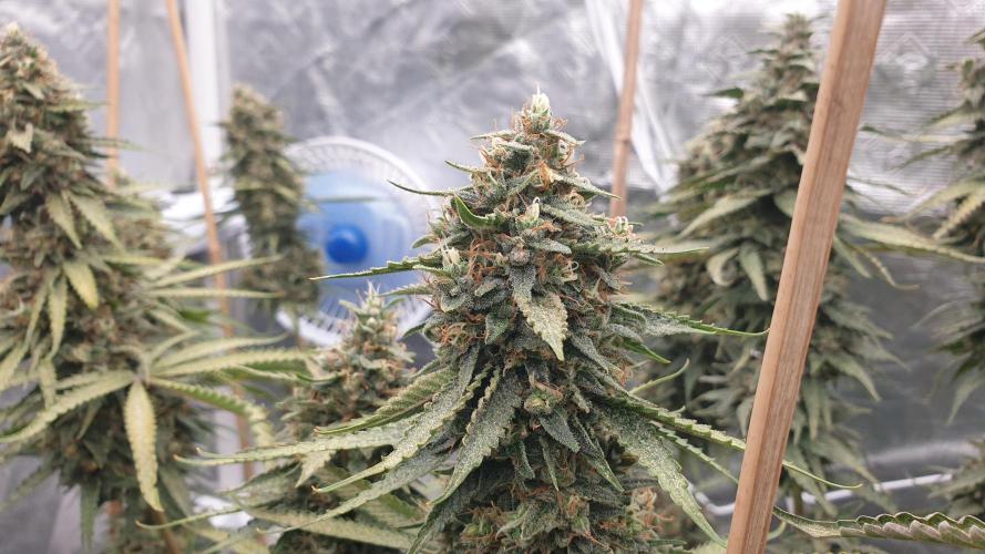 Sweet Seeds Mental Rainbow F1FV. Week 13