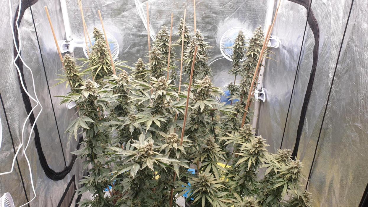 Sweet Seeds Mental Rainbow F1FV. Week 14 - day92