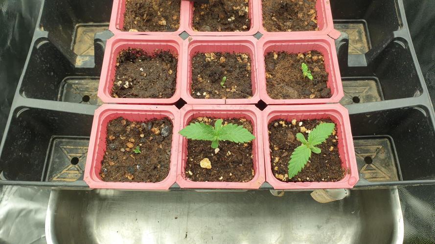 Green Poison & Red Gorilla Girl. Week 1 - day1