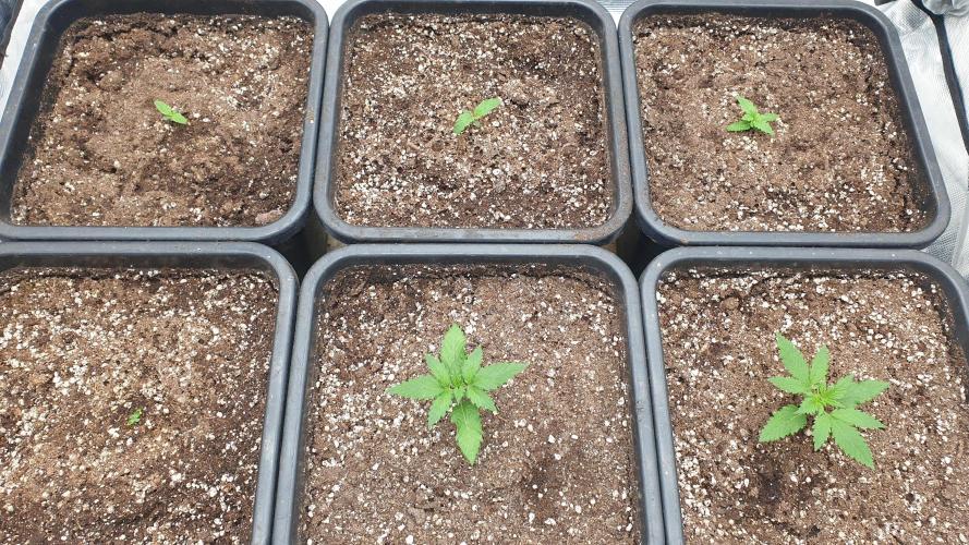 Green Poison & Red Gorilla Girl. Week 1 - day6