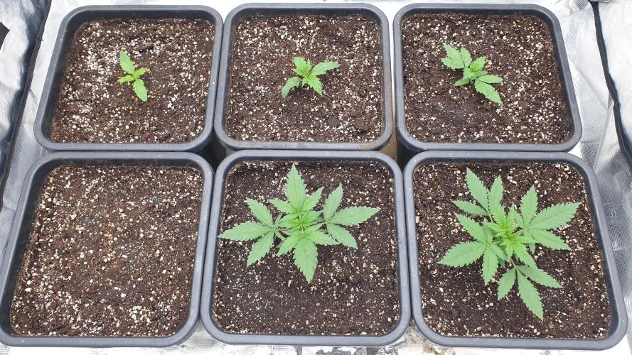 Green Poison & Red Gorilla Girl. Week 2 - day10