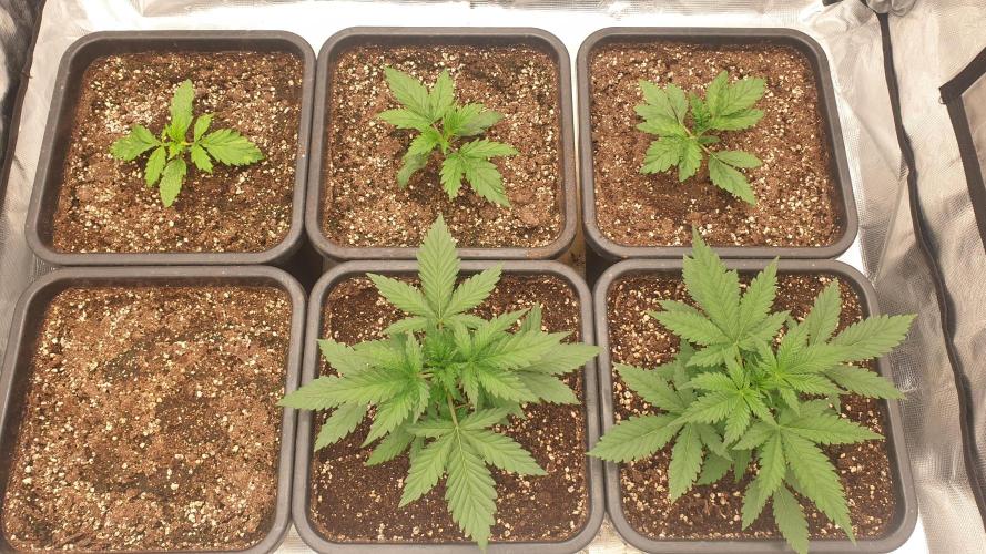 Green Poison & Red Gorilla Girl. Week 2 - day13