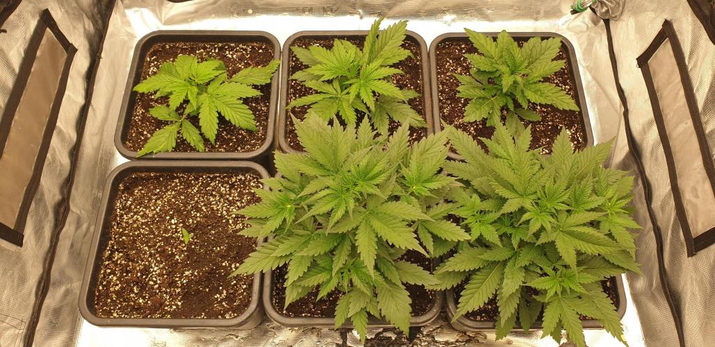 Green Poison & Red Gorilla Girl. Week 3 - day17