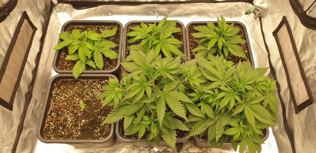 Green Poison & Red Gorilla Girl. Week 3 - day18