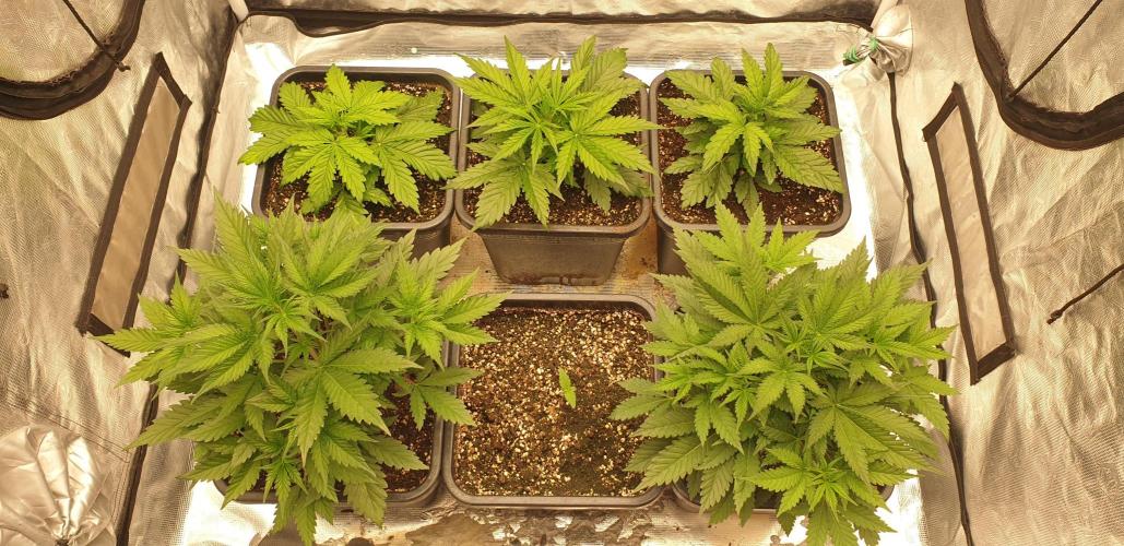 Green Poison & Red Gorilla Girl. Week 3 - day19