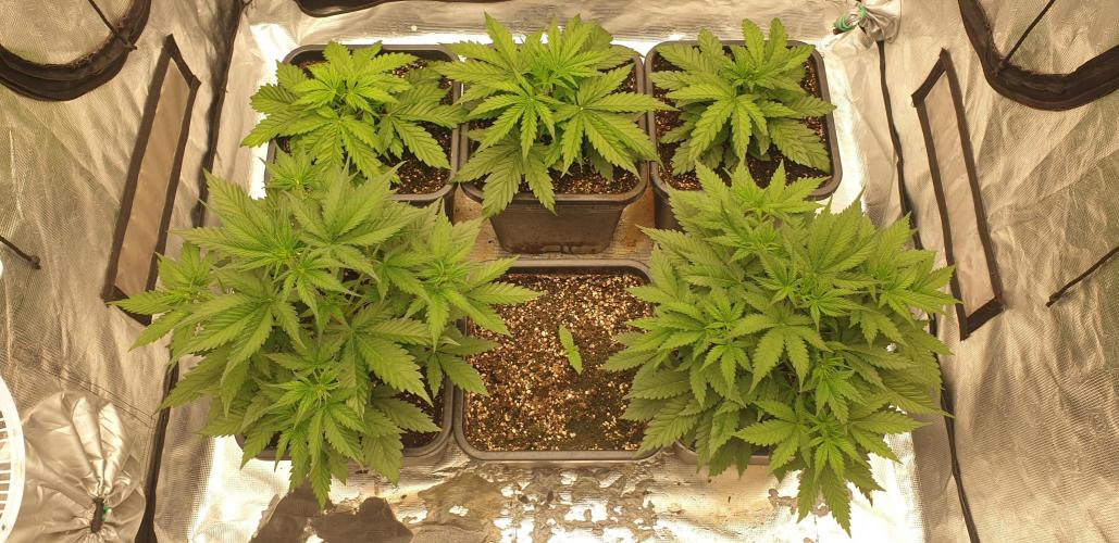 Green Poison & Red Gorilla Girl. Week 3 - day20