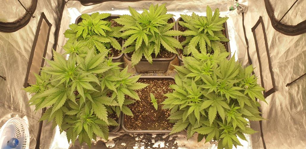 Green Poison & Red Gorilla Girl. Week 3 - day21