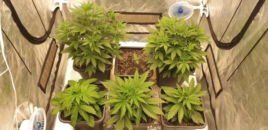 Green Poison & Red Gorilla Girl. Week 4 - day22