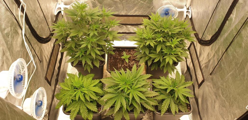 Green Poison & Red Gorilla Girl. Week 4 - day23