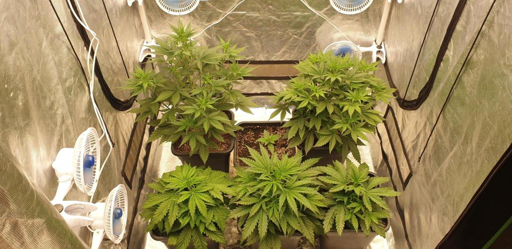 Green Poison & Red Gorilla Girl. Week 4 - day24