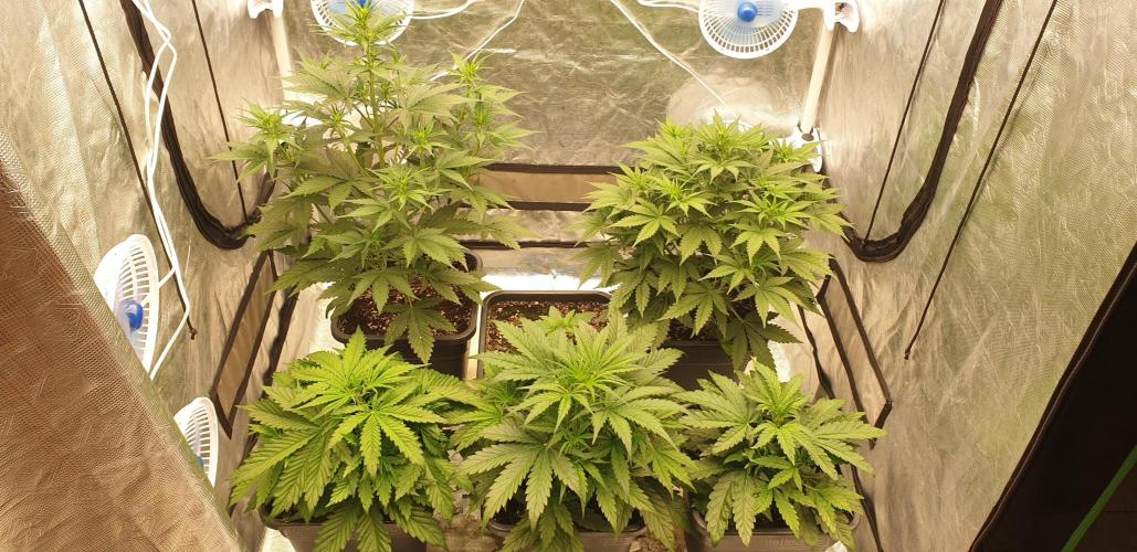 Green Poison & Red Gorilla Girl. Week 4 - day25