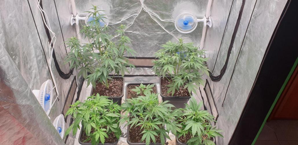 Green Poison & Red Gorilla Girl. Week 4 - day28