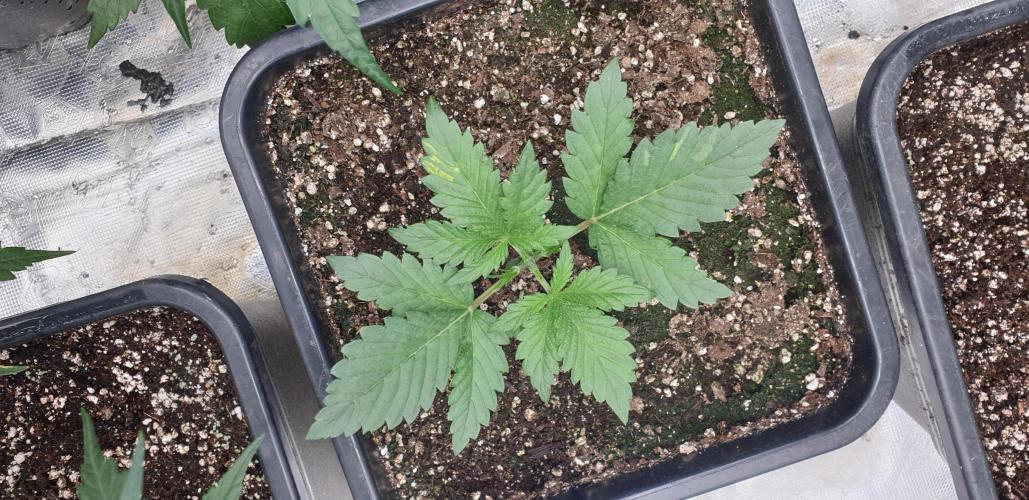 Green Poison & Red Gorilla Girl. Week 4 - day28