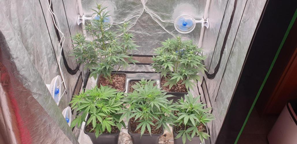 Green Poison & Red Gorilla Girl. Week 5 - day29