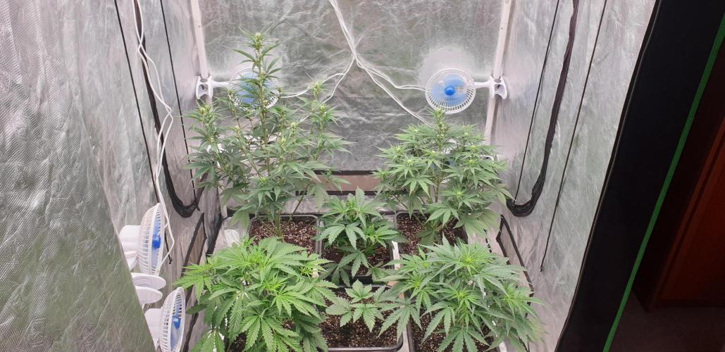 Green Poison & Red Gorilla Girl. Week 5 - day30