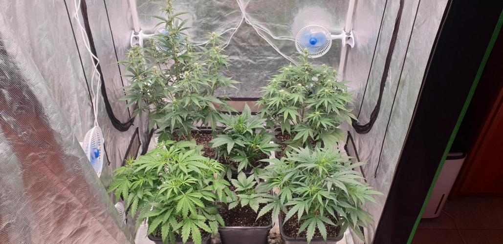 Green Poison & Red Gorilla Girl. Week 5 - day31