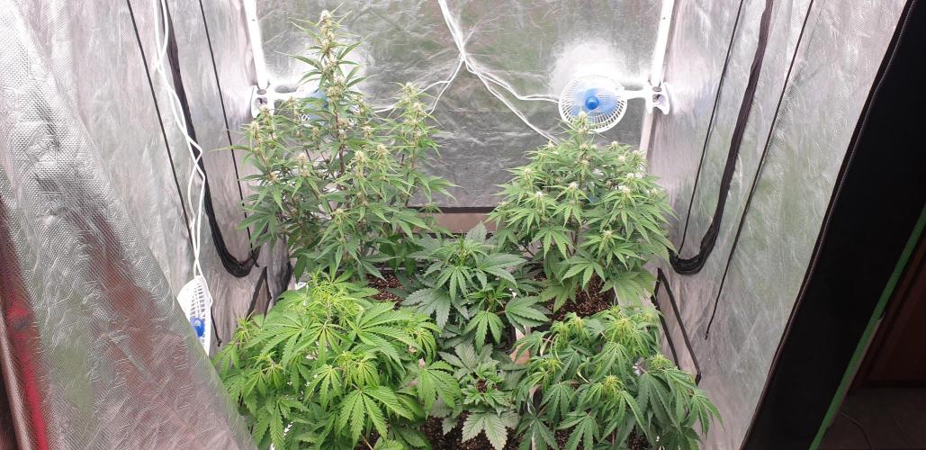 Green Poison & Red Gorilla Girl. Week 5 - day34