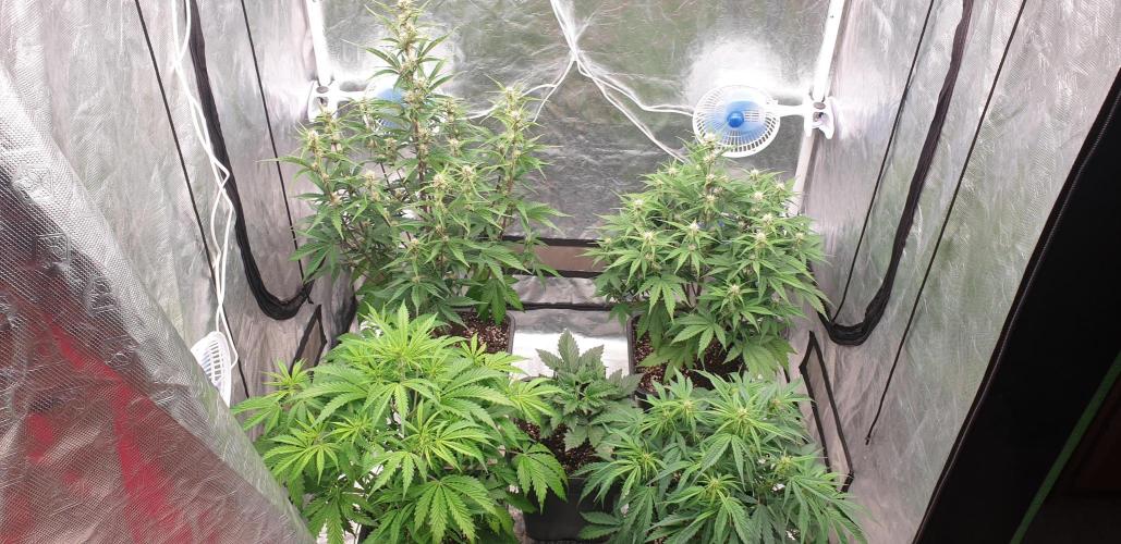 Green Poison & Red Gorilla Girl. Week 5 - day35