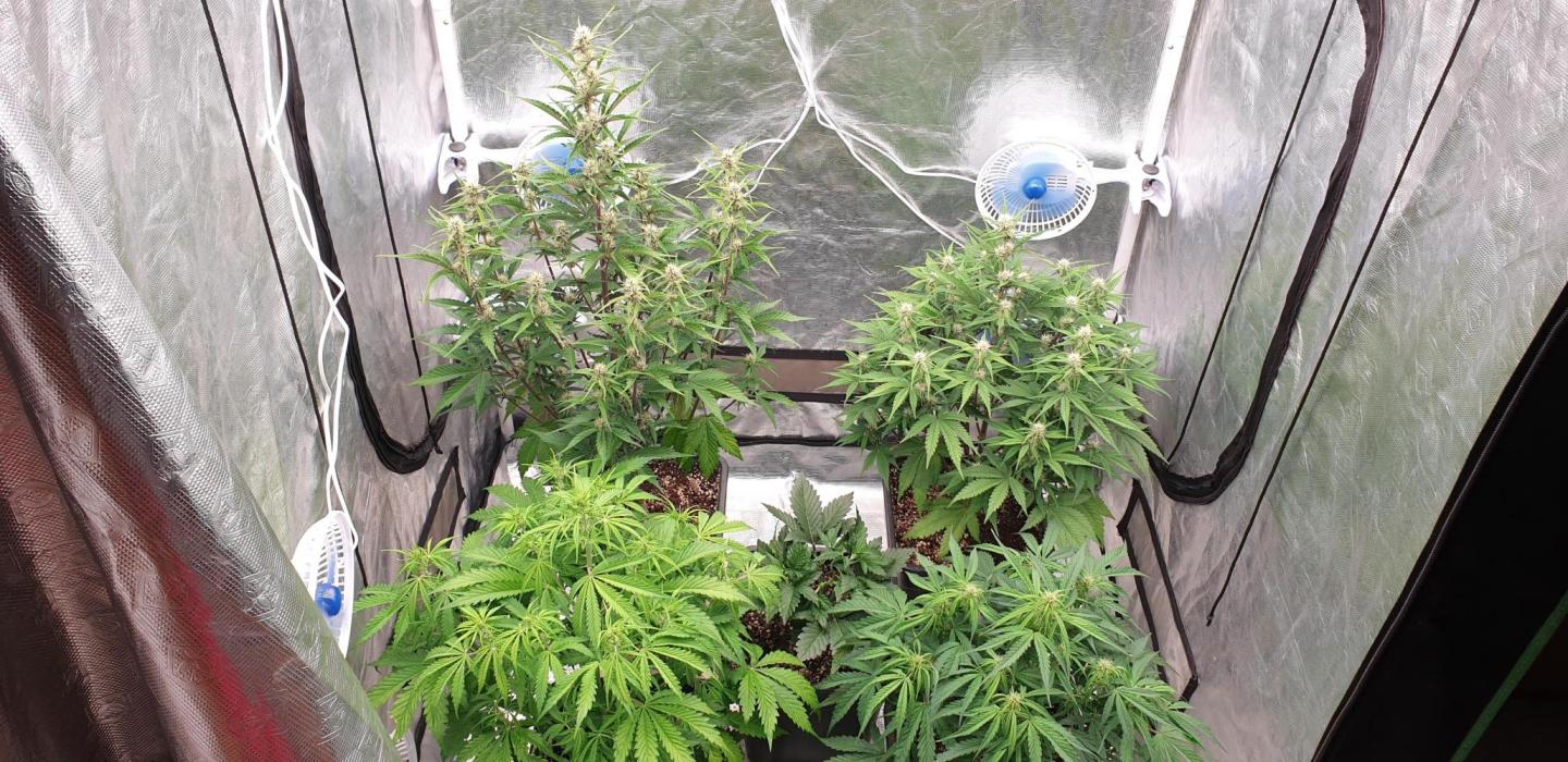 Green Poison & Red Gorilla Girl. Week 6 - day36