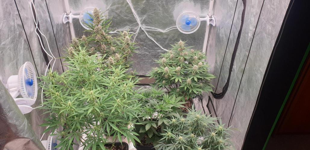 GreenPoisonRedGorillaGirl&GorillaCookies. Week 7 - day45